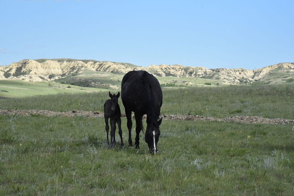 Ideal blue roan filly with a beautiful mind-a performance prospect deluxe!