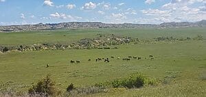 Broodmares and foals enjoying the green grass.