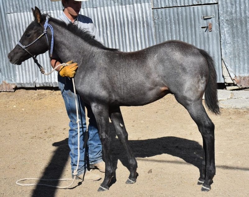 Blue roan AQHA stallion prospect for sale in Eastern Montana
