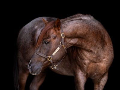 2018 Red roan stallion. Sire: Freckles Ta Fame. Dam: Streakin French Grey Streak of Fling x French TJ Grey