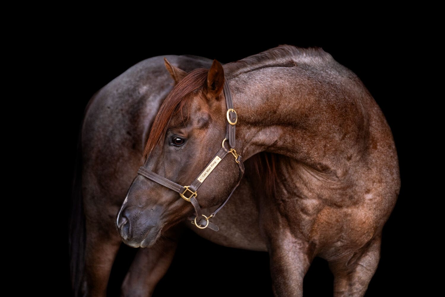 2018 Red roan stallion. Sire: Freckles Ta Fame. Dam: Streakin French Grey Streak of Fling x French TJ Grey
