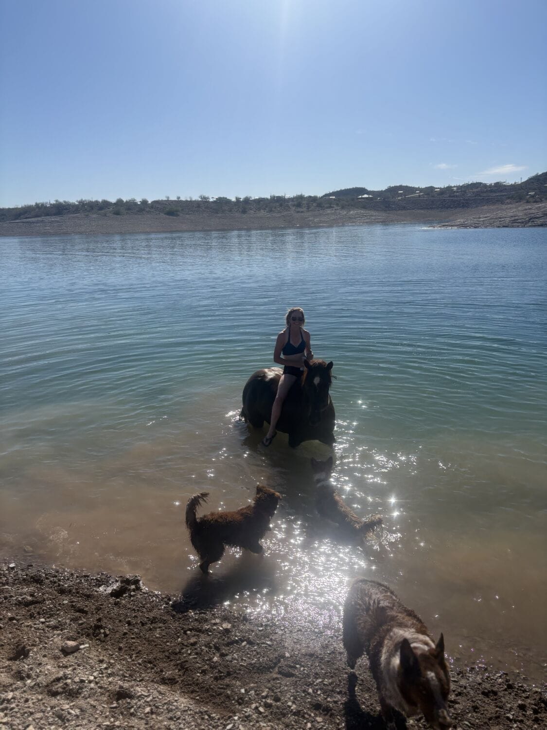 2018 Red roan stallion. Sire: Freckles Ta Fame. Dam: Streakin French Grey Streak of Fling x French TJ Grey