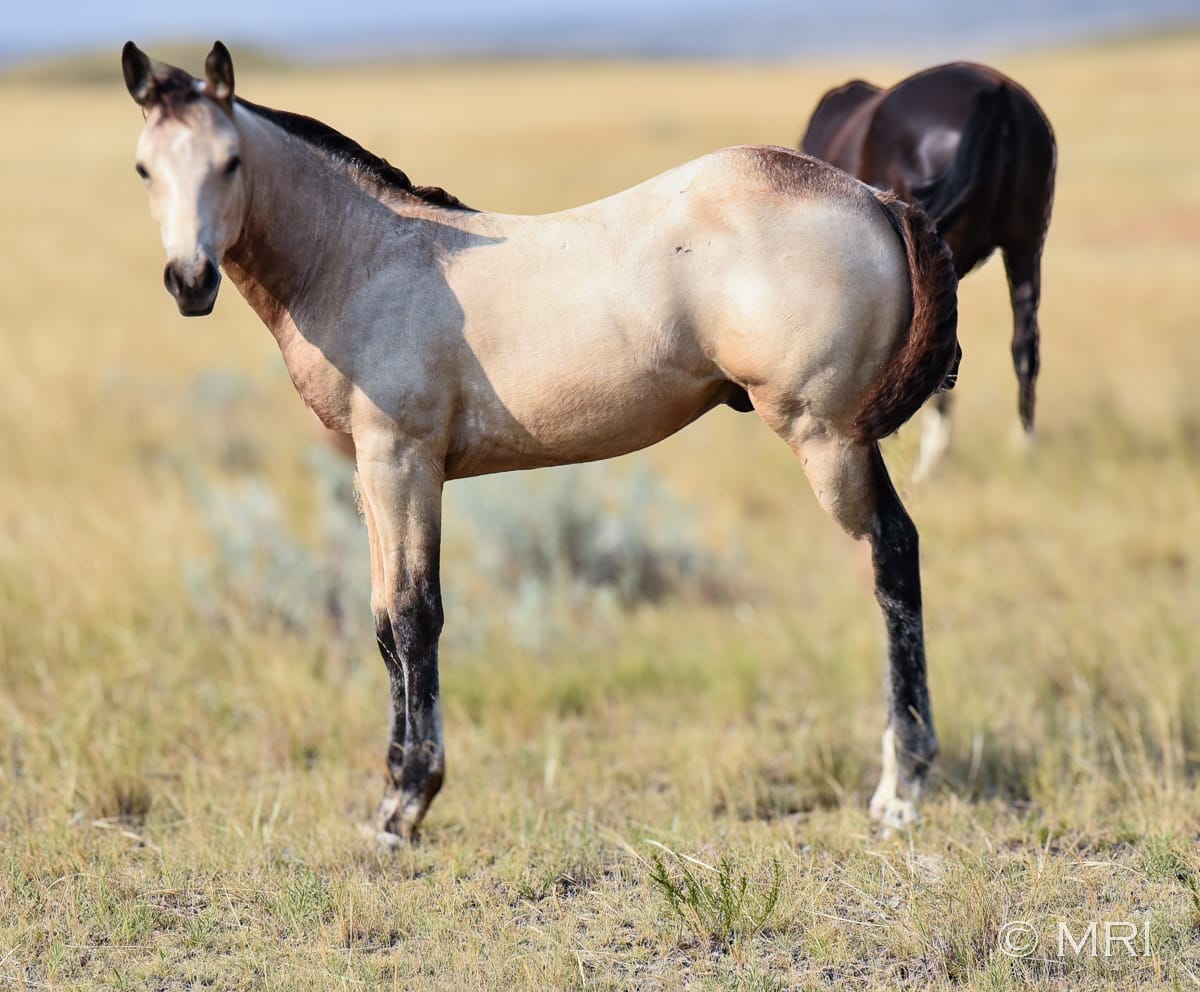 Heavy-muscled, stylist buttermilk buckskin AQHA colt for sale