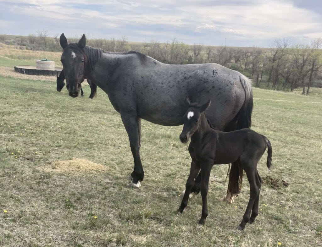 Incredible blue roan filly,6 panel clean homozygous roan