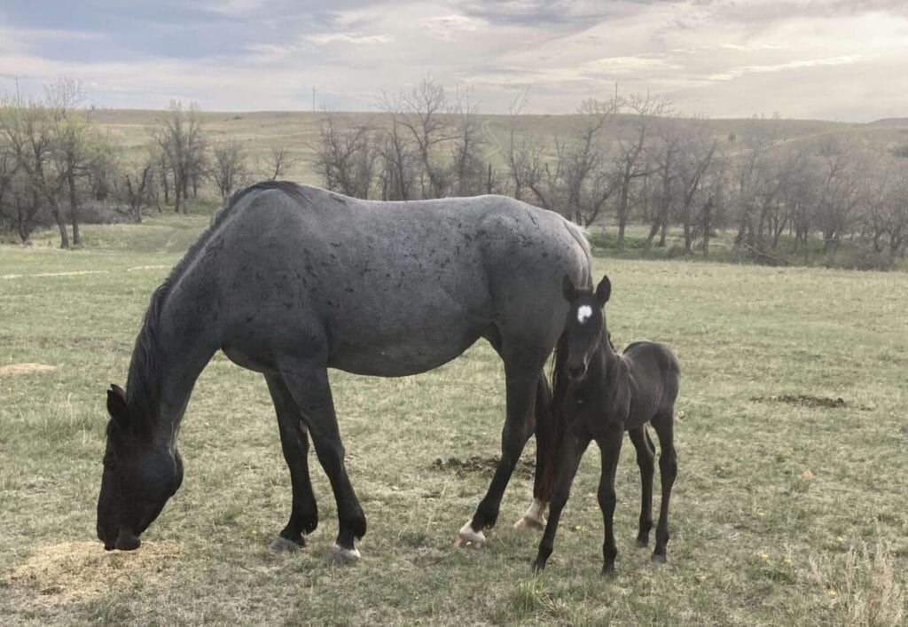 Incredible blue roan filly,6 panel clean homozygous roan