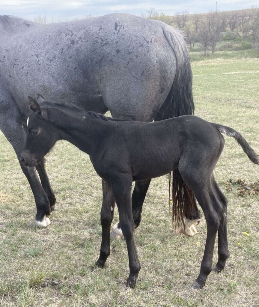 Incredible blue roan filly,6 panel clean homozygous roan