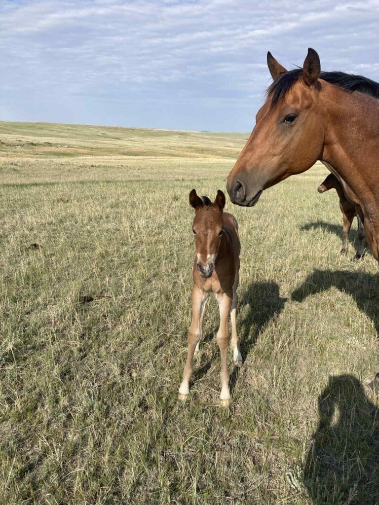 A+ disposition,bay roan filly