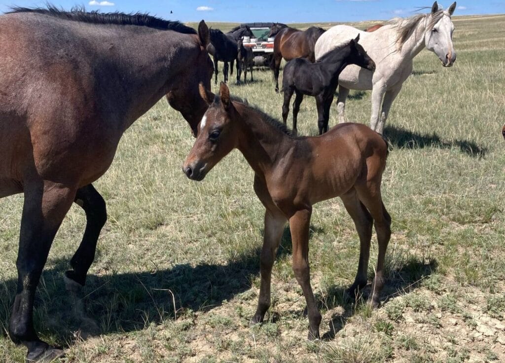 Big strong bay roan roping prospect.
