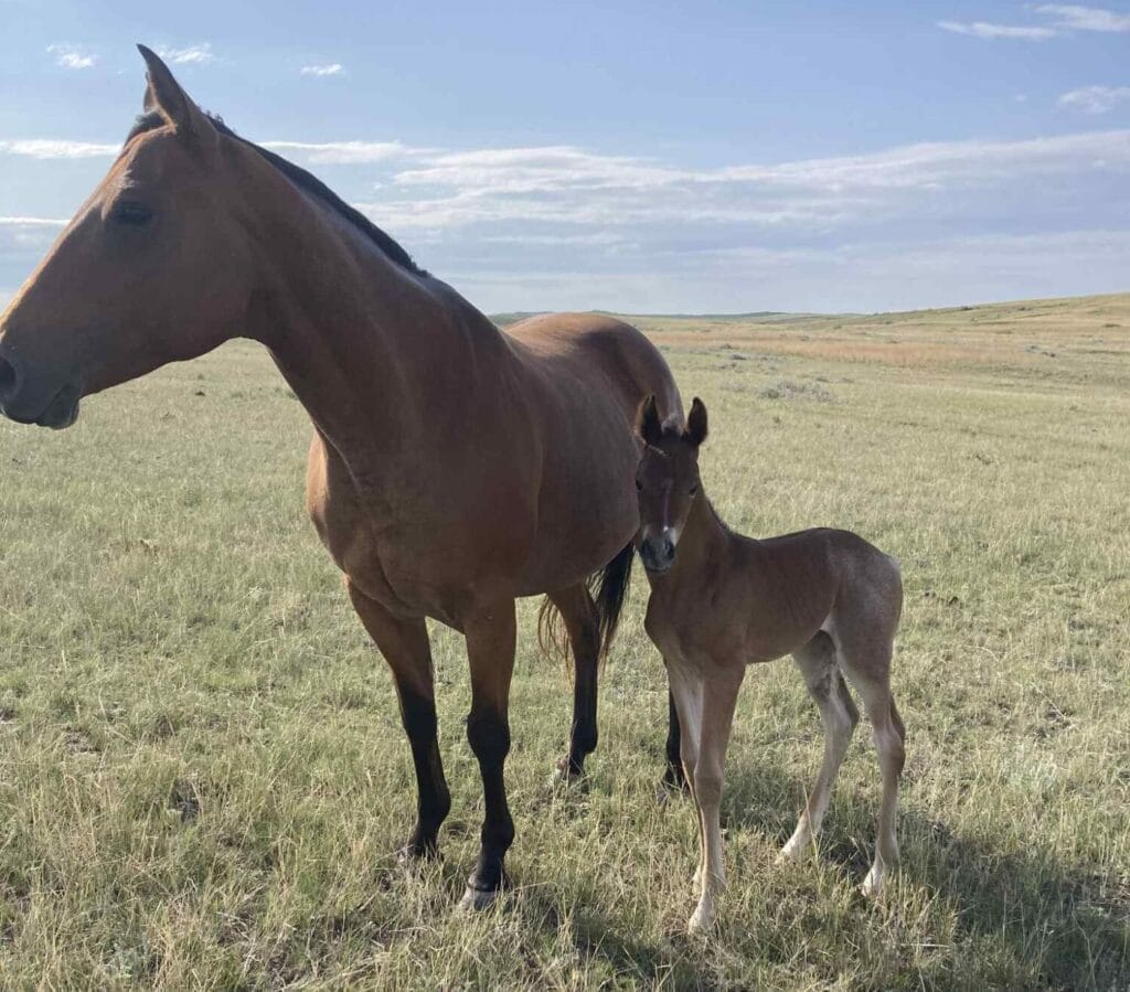 A+ disposition,bay roan filly