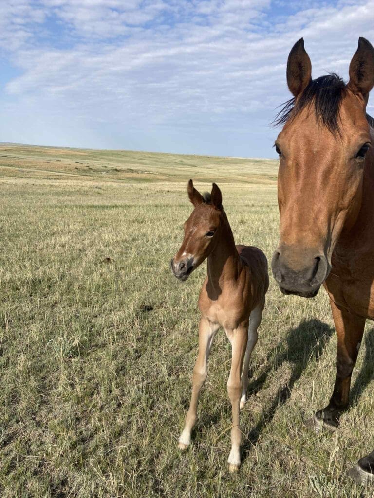 A+ disposition,bay roan filly