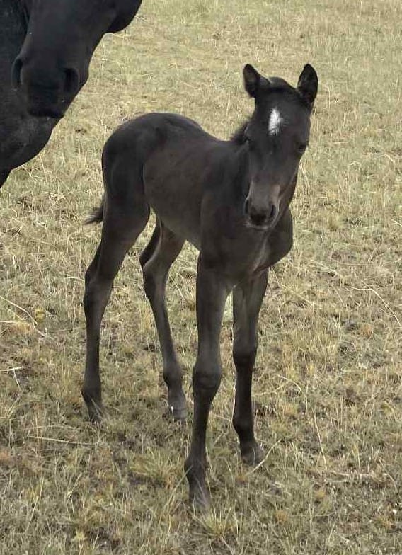 homozygous black and roan