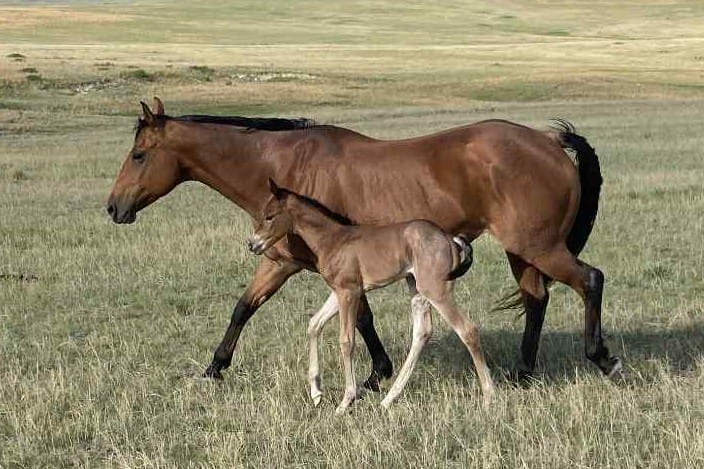 A+ disposition,bay roan filly