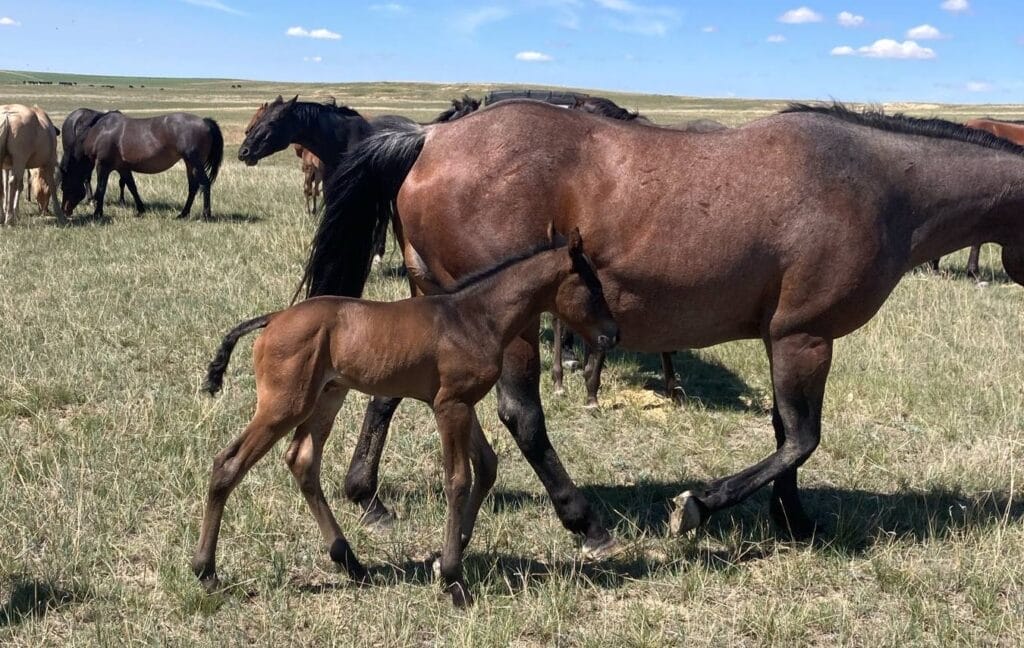 Big strong bay roan roping prospect.