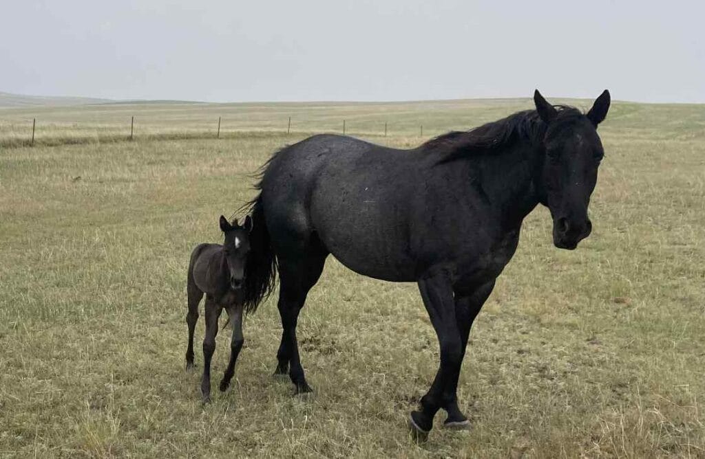 homozygous black and roan