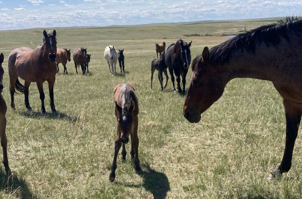 Big strong bay roan roping prospect.