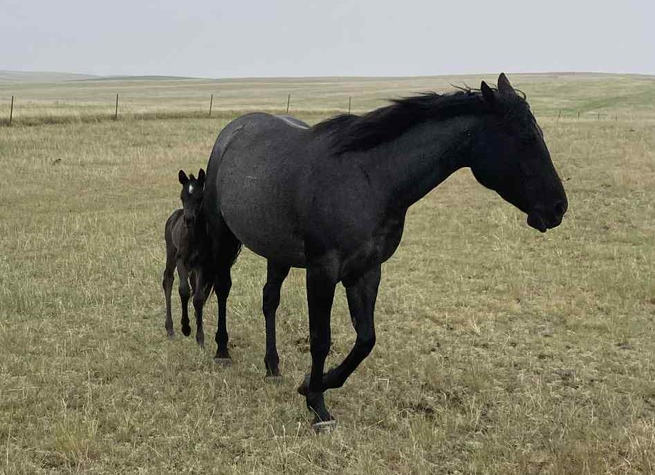 homozygous black and roan