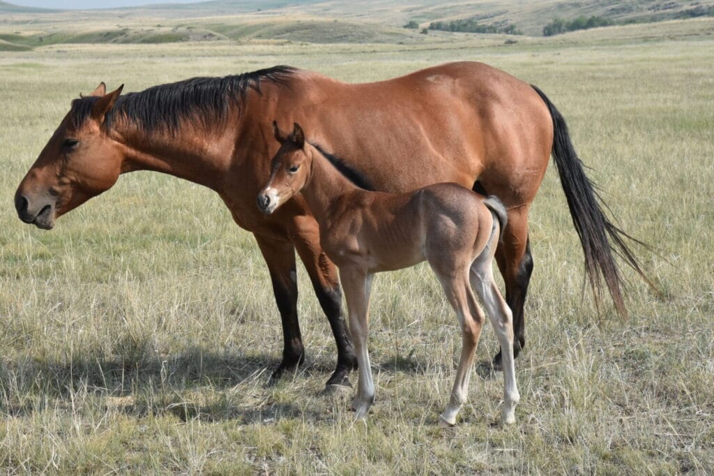 A+ disposition,bay roan filly