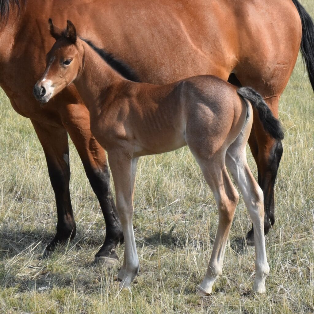 A+ disposition,bay roan filly