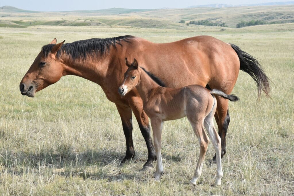 A+ disposition,bay roan filly
