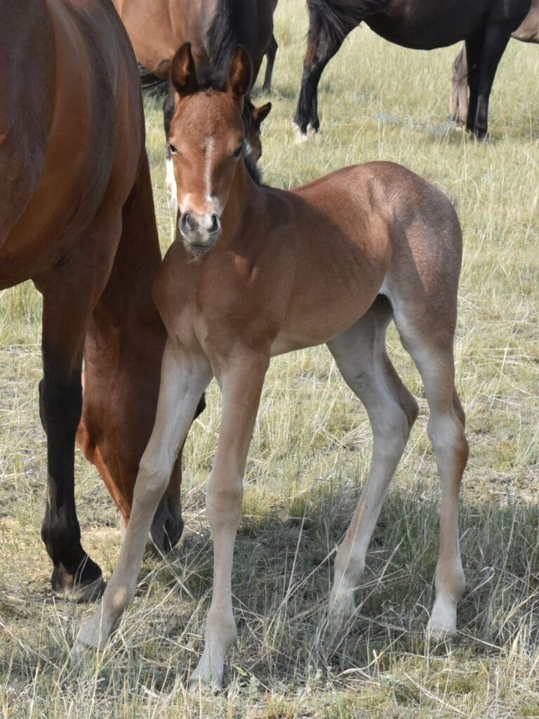 A+ disposition,bay roan filly