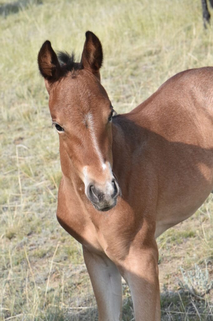 A+ disposition,bay roan filly