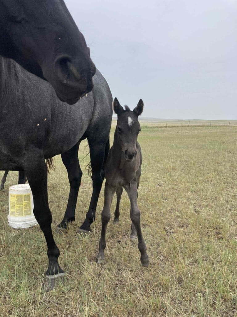 homozygous black and roan