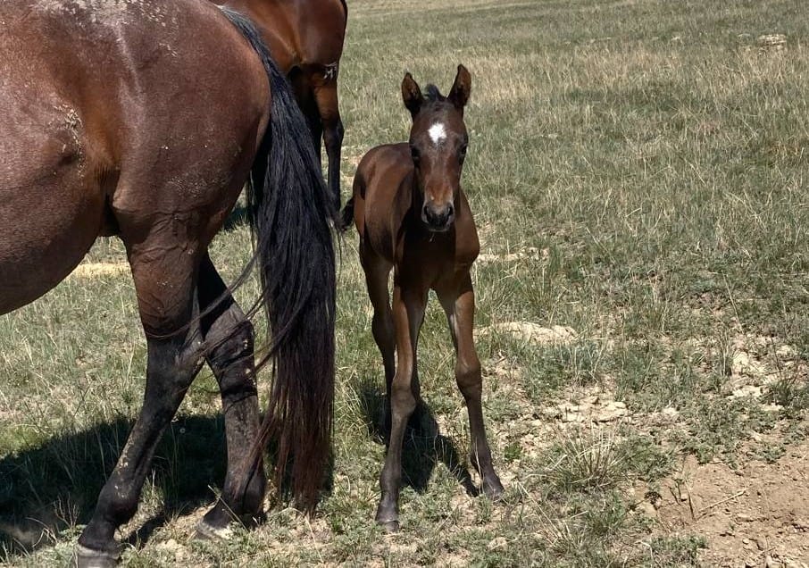 Big strong bay roan roping prospect.
