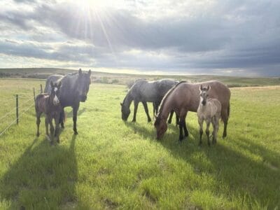 Quarter Horses