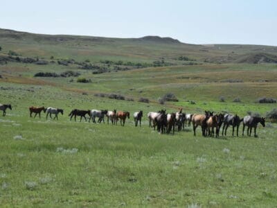 Broodmares and foals trailing in with green grass and hills in the background.