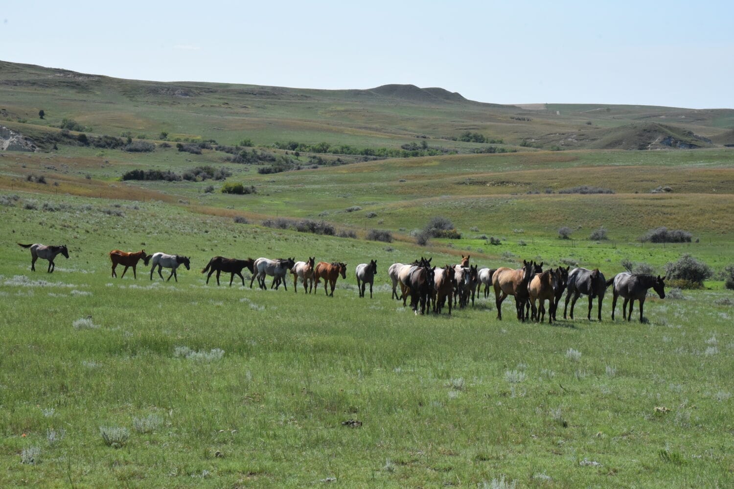 Broodmares and foals trailing in with green grass and hills in the background.