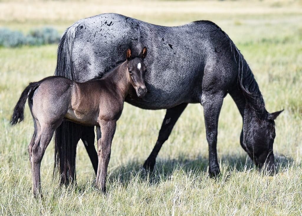 Blue Roan quarter Horse foal