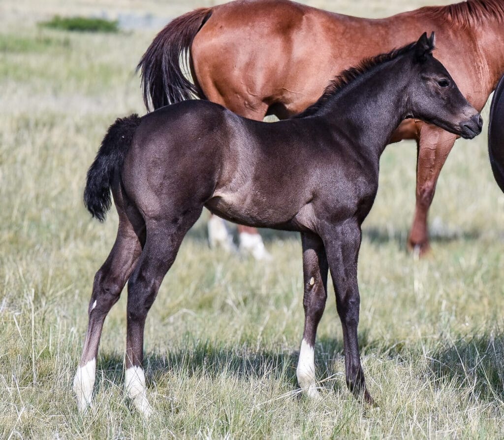 Fancy black Quarter Horse filly with chrome!