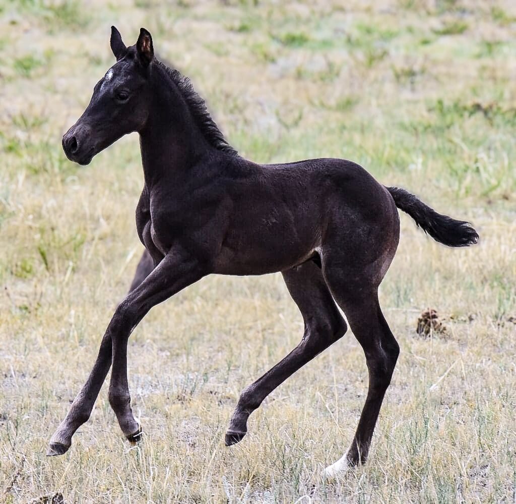 Gorgeous moving grandson of A Vintage Smoke