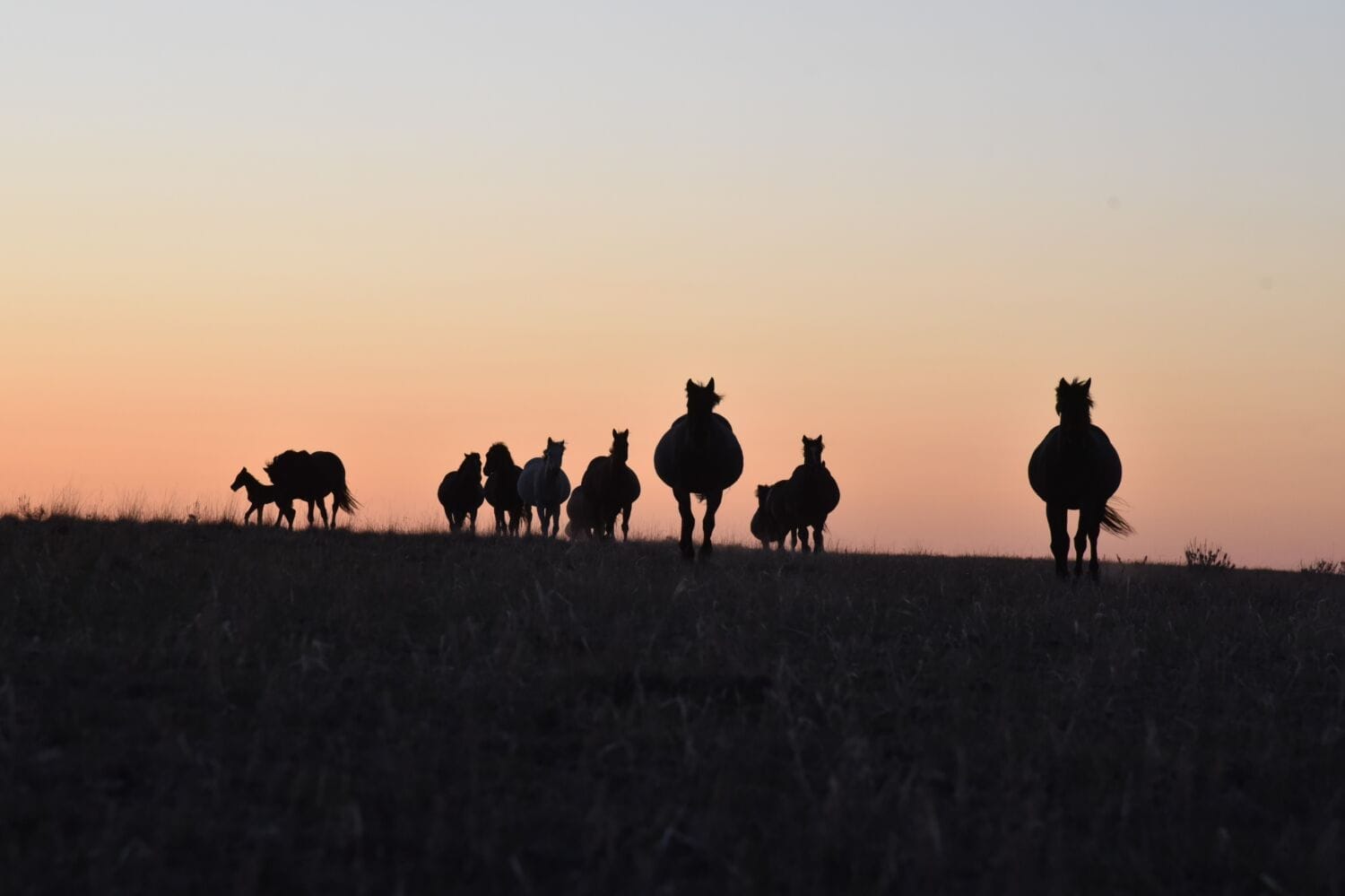 Mares coming over this hills at sunset