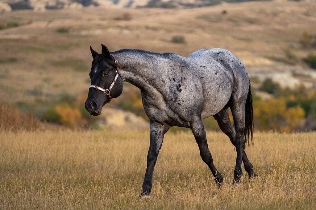 Sanrose Blue Colonel 2025