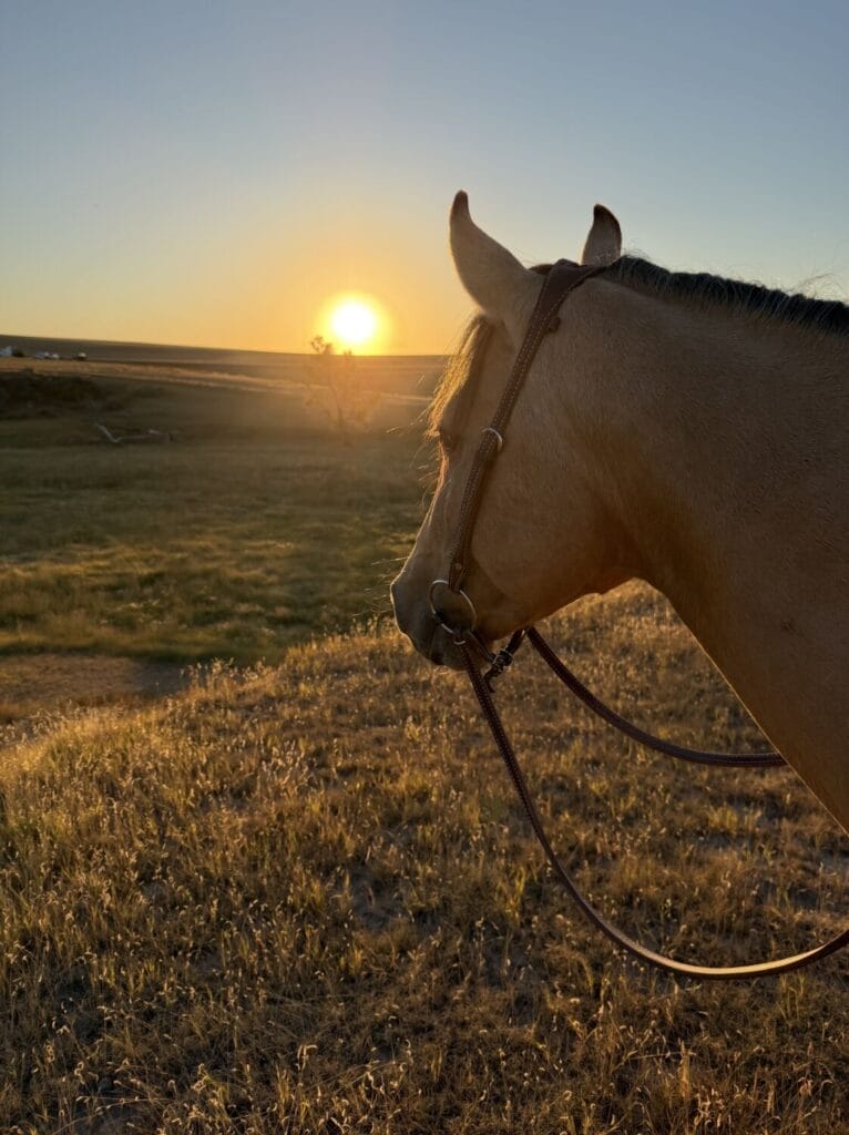 2018 Red roan stallion. Sire: Freckles Ta Fame. Dam: Streakin French Grey Streak of Fling x French TJ Grey