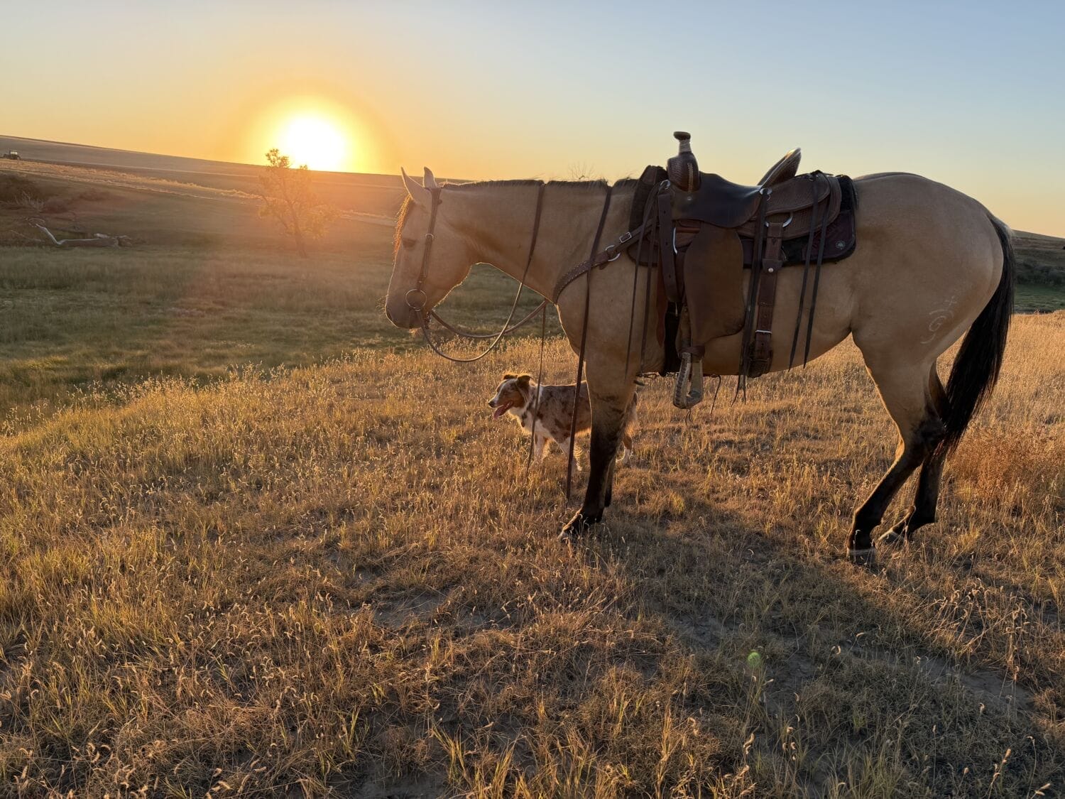 Saddle horse at the top of the Divide at Sunset.