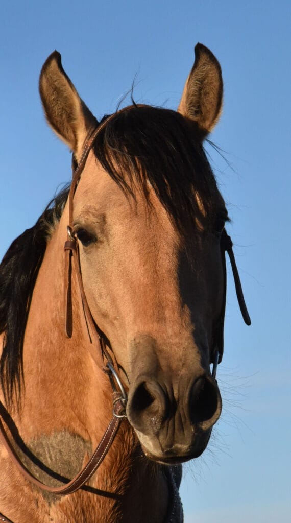 2018 Red roan stallion. Sire: Freckles Ta Fame. Dam: Streakin French Grey Streak of Fling x French TJ Grey