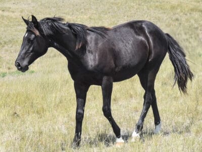 Beautiful black Quarter Horse filly walking in the pasture.