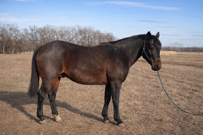 Playguns Pepto P18, right side view, head turned toward camera. Bay roan grandson of Playgun, now standing in eastern Montana.